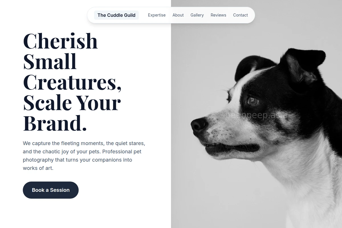Brush Pet Photography